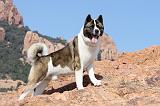 AKITA AMERICAIN 157